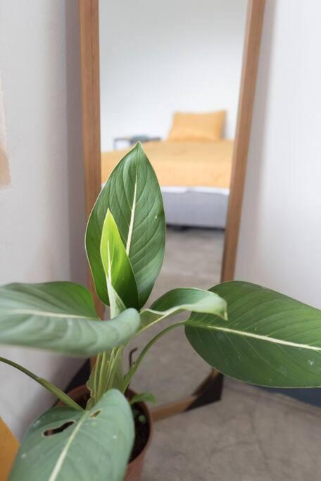 Nappo Room 2 Alajuela, Heredia,Sjo,5Min From Airport No Parking Guácima 외부 사진